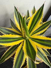 Agave MIX in 20cm pot /cactus/