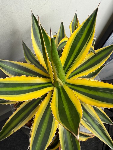 Agave mix 20cm pot - 20cm, /cactus/