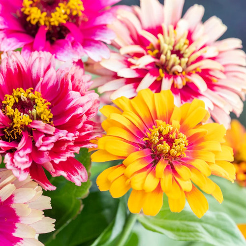 Zinnia elegans whirlygig - zinnia,