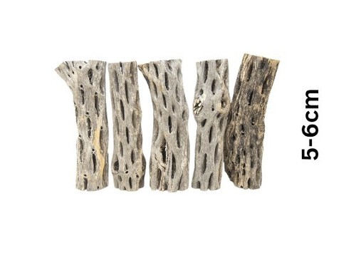 Cholla cactus wood mini - 5x,