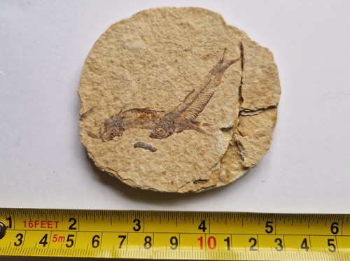 Double fossil fish - fossil, plate