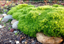 Scleranthus new zealand - scleranthus,