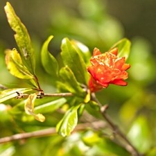 2 YEAR OLD Pomegranate Tree