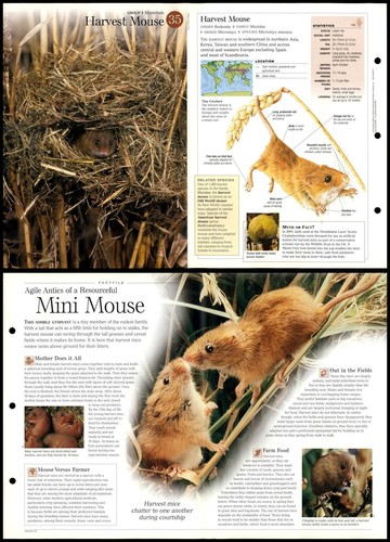 Harvest mouse mammals - harvest,