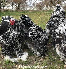 12+ GIANT FOWL ~BLACK MOTTLED