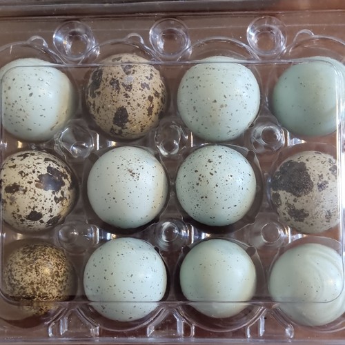 Fresh mixed colour - colour, quail