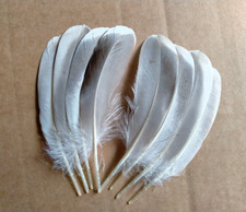Fly tying / Native crafts / art / cards - Silver Mallard wing feathers