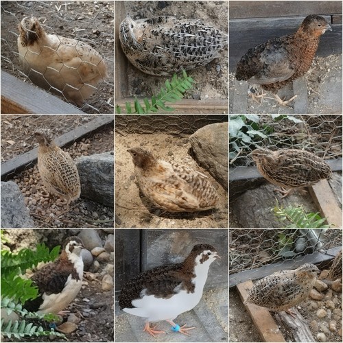 Coturnix quail for - coturnix,