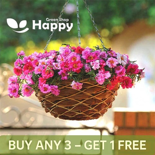 Moss rose flower happy hour - moss,