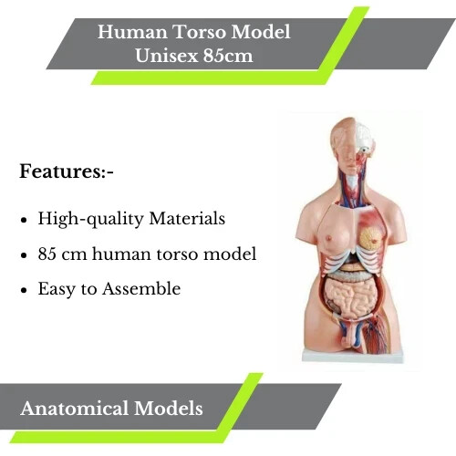 Human torso model unisex 85cm - torso,