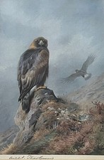 Archibald thorburn - archibald,