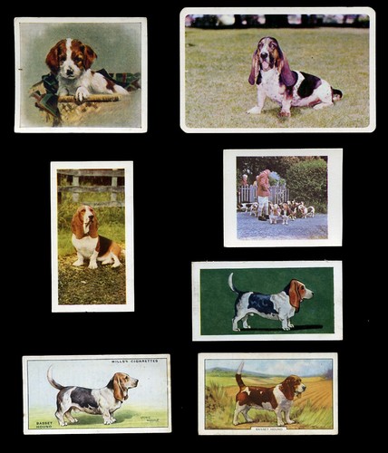 Basset hound dog - hound, vintage