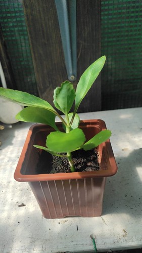 Leaf life miracle - leaf,