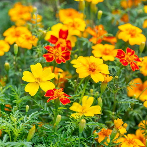 Tagetes starfire mix seeds - mix',