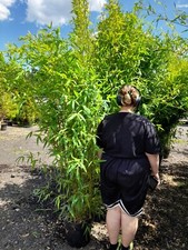 Phyllostachys aurea 18l - 18l, 6-7ft