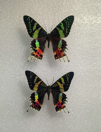 Chrysiridia rhipheus