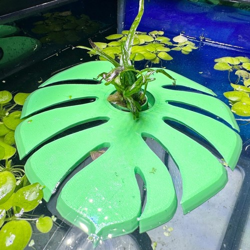 Live aquarium java - live,
