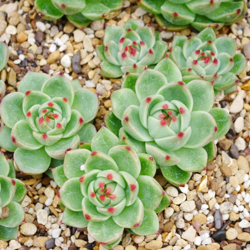 Echeveria blue dragon 5cm - echeveria,