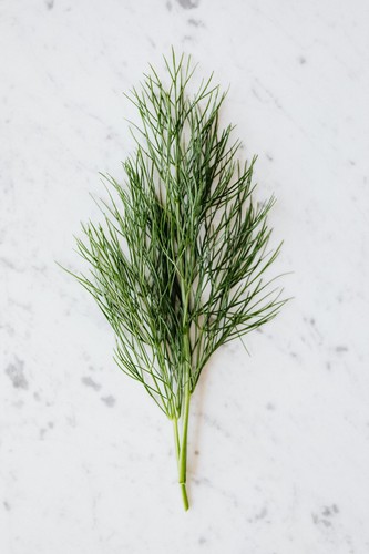 Dill plug plants - "grow, your
