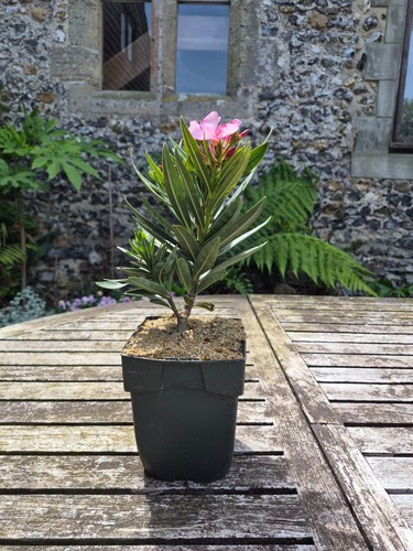Nerium oleander pink home