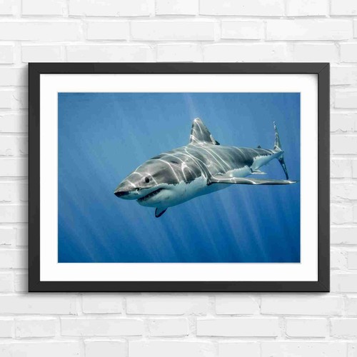 Great white shark swimming - shark,