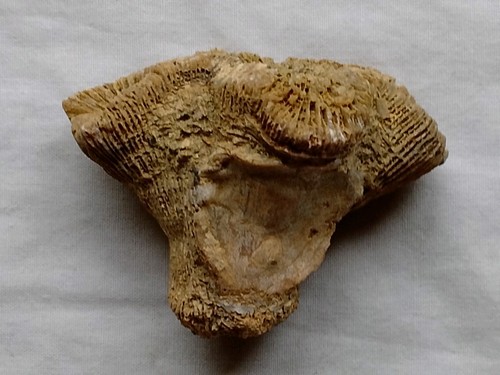 Genuine fossil solitary - genuine, coral