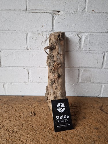 Rare boxwood burl burr - rare,