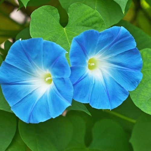 Morning glory ipomoea tricolor - glory,