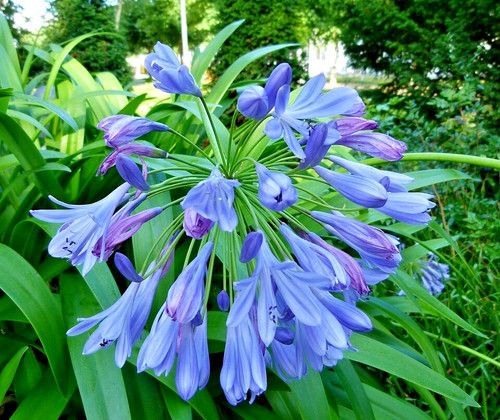 Blue lily the - lily, nile