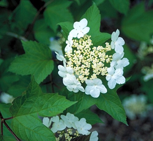 Viburnum opulus - , rose)