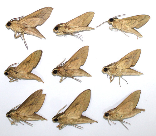 Sphingidae x theretra - sphingidae., 9