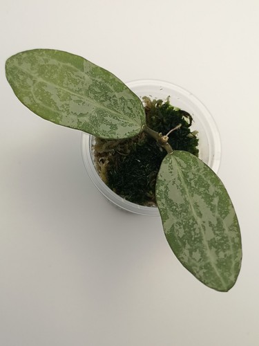 Hoya elliptica silver - hoya,