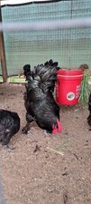 12 Black Croad Langshan