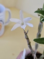 Dendrobium Moniliforme Variegata Orchid Plant