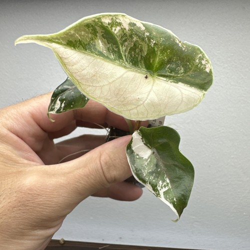 Alocasia azlanii variegata - azlanii,