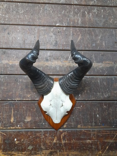 Antique taxidermy horns - antique,