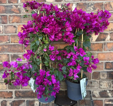 Stunning Large Bougainvillea