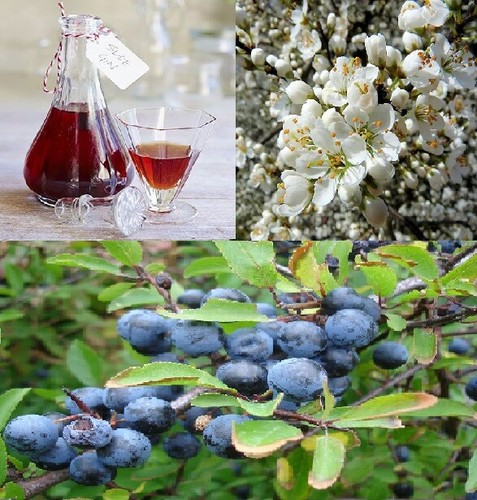 Blackthorn prunus spinosa - blackthorn,