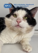 RSPCA WIMBLEDON HELPED DOLAN - PLEASE DONATE TO HELP US CARE FOR MANY MORE CATS!