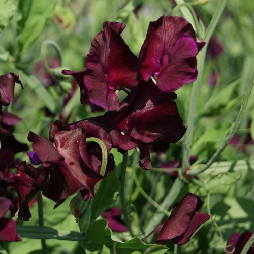 Sweet pea beaujolais - sweet, 40