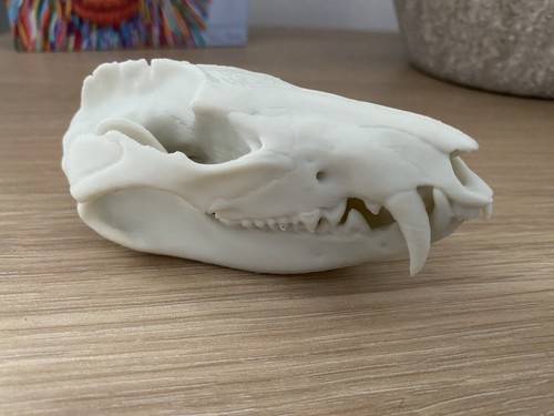 Replica opossum skull - opossum,