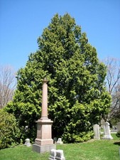 THUJA PLICATA  50 seeds .The