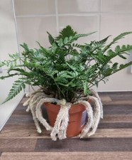 Stunning Rare Davallia tyermannii Terantula Rabbits Foot fern Humata tyermanii 