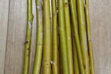 100 x super fast FRESHLY CUT willow tree cuttings biomass weaving hedge 10"