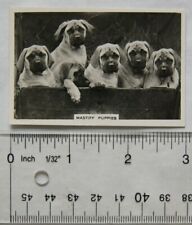 1939 Senior Service Dogs No. 33 Mastiff Puppies