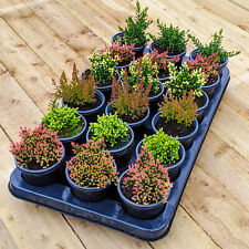 Calluna Heathers | Large Flowering Evergreen Bushy Shrub Mix | 36 Potted Plants