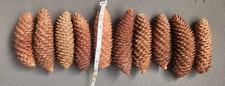 10 x Extra Large Pine Cones -