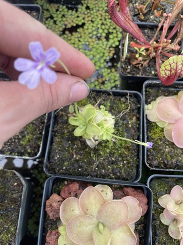 Pinguicula moranensis var - ,
