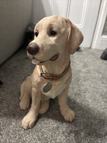 Sitting golden labrador - sitting,