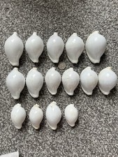 White Egg Cowries Seashells 1
